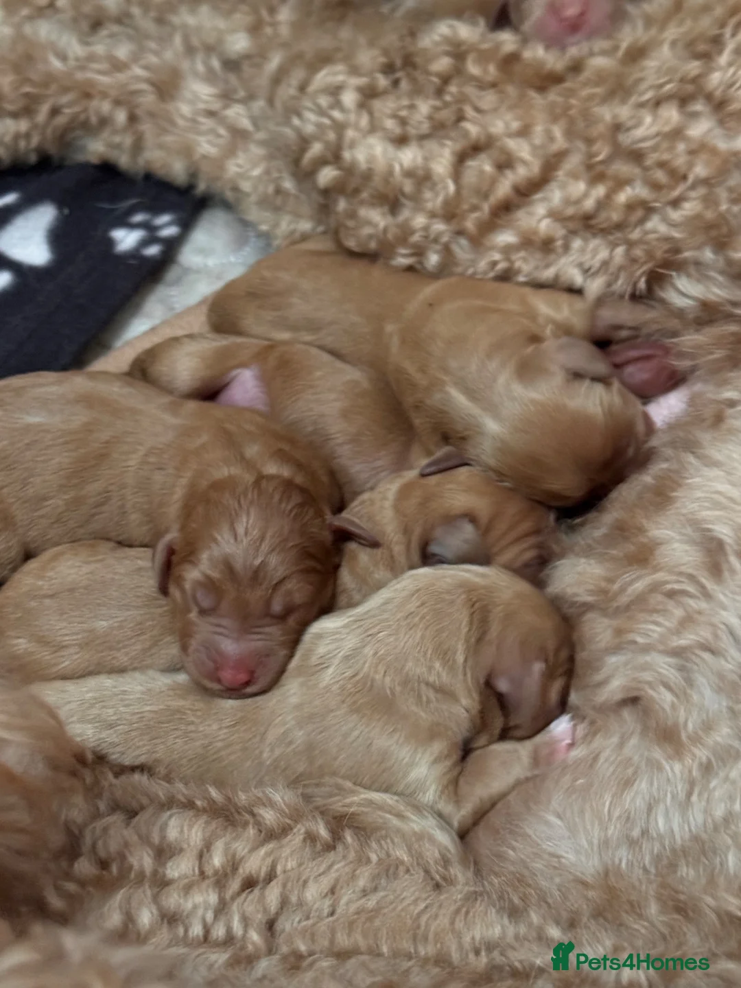 Australian Labradoodle dogs for sale: 🐾❤️ Beautiful Red Labradoodle puppies ❤️🐾 - Advert 3