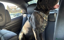 Cane Corso dogs for stud: Stud dog  - Image 2