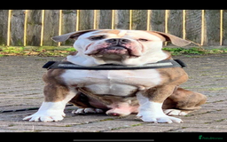 Mixed Breed dogs for sale: Rottweiler X Olde Tyme bulldog (Bullweilers)  - Image 12