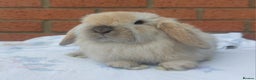Mini Lop rabbits for sale: ☆ Baby Mini Lop Buck ☆ - Advert 2