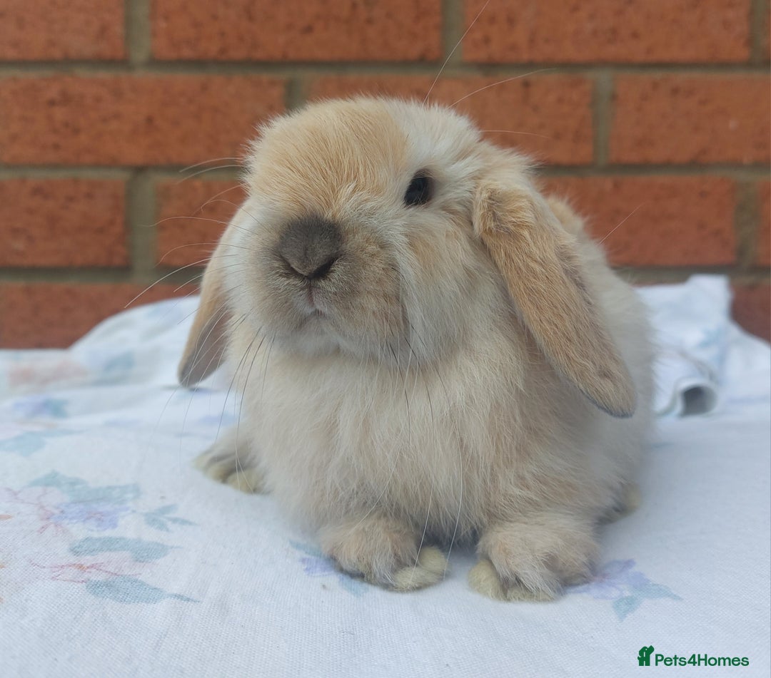 Mini Lop rabbits for sale: ☆ Baby Mini Lop Buck ☆ - Advert 2
