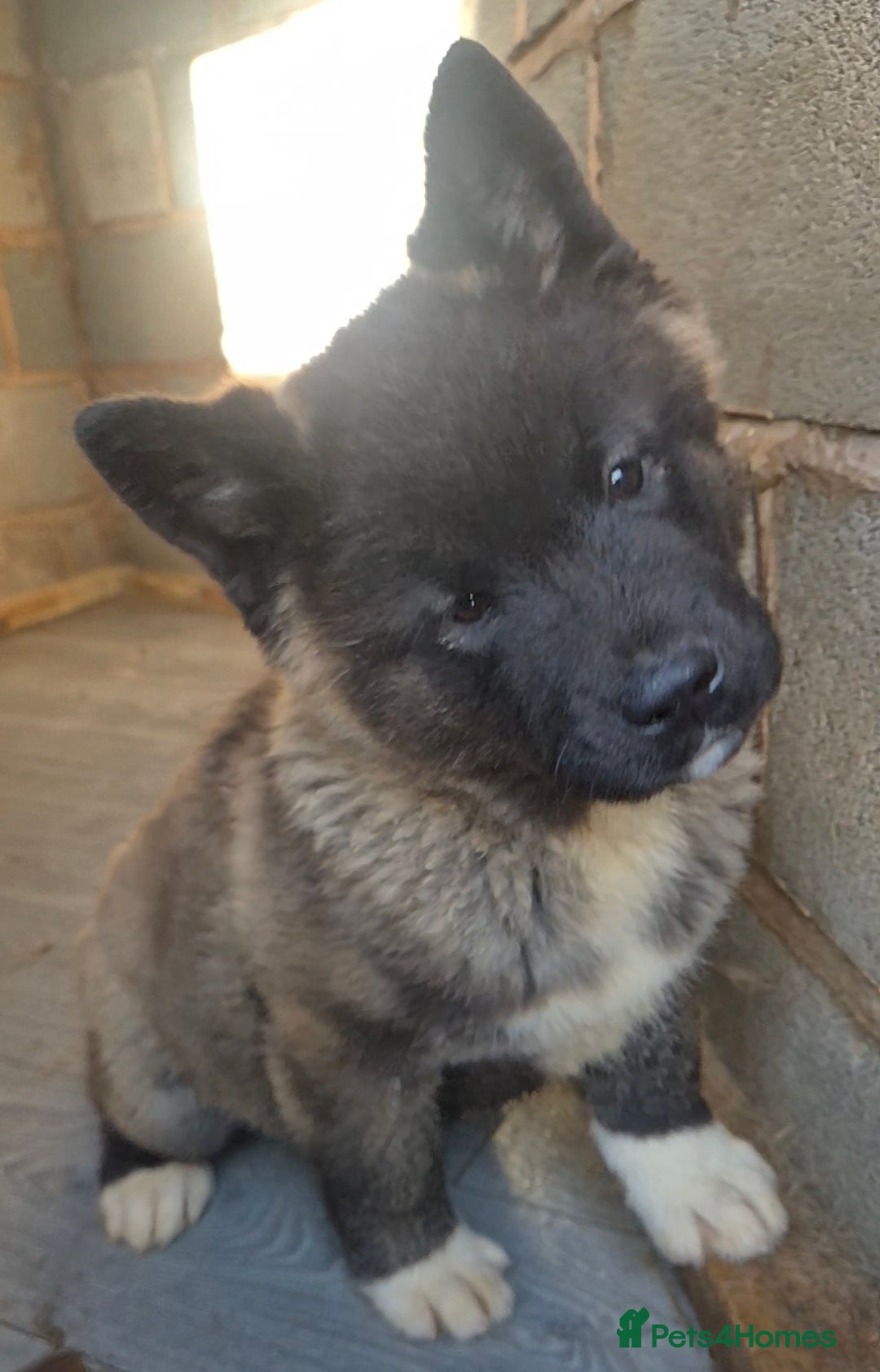 Akita dogs for sale: KC REGISTERED BEAR HEAD AMERICAN AKITA FEMALE PUP - Advert 7