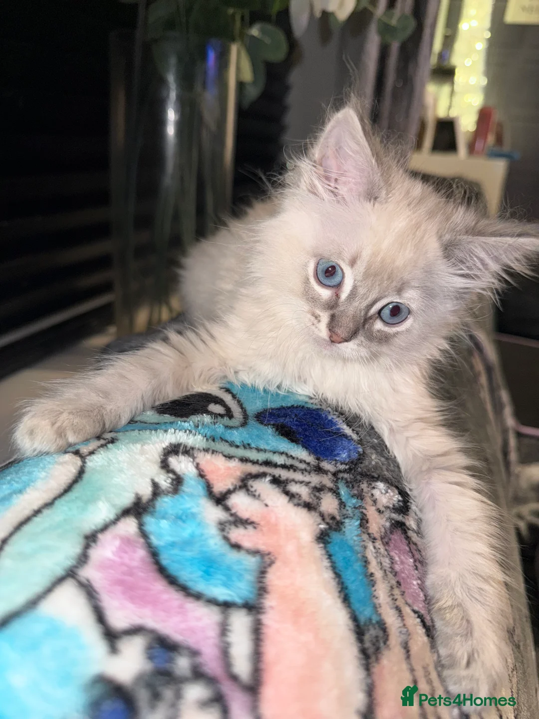 Ragdoll cats for sale: Ragdoll female kitten  - Advert 5