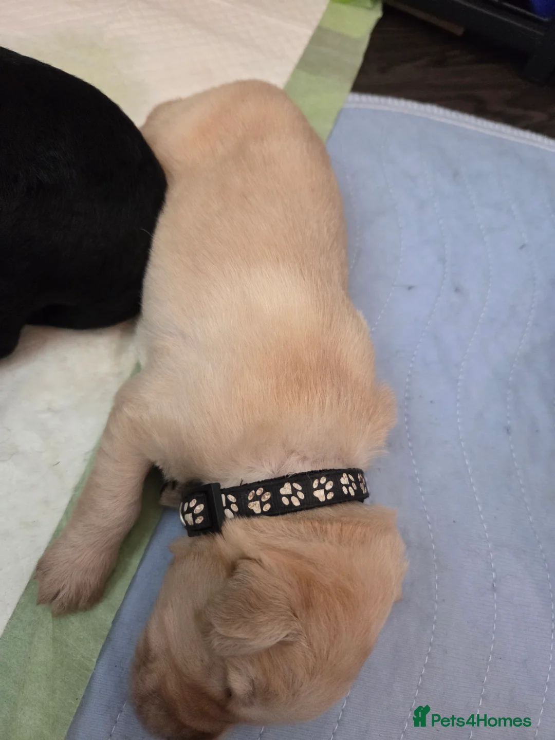 Labradoodle dogs for sale: Labrodoodle Puppies - Advert 39