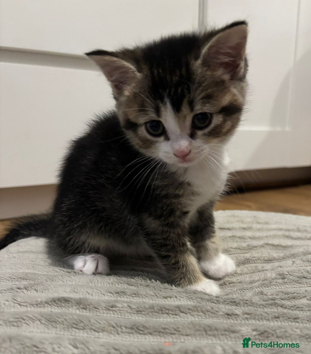 Scottish Fold cats for sale: 4 Scottish fold girl kittens  - Image 6