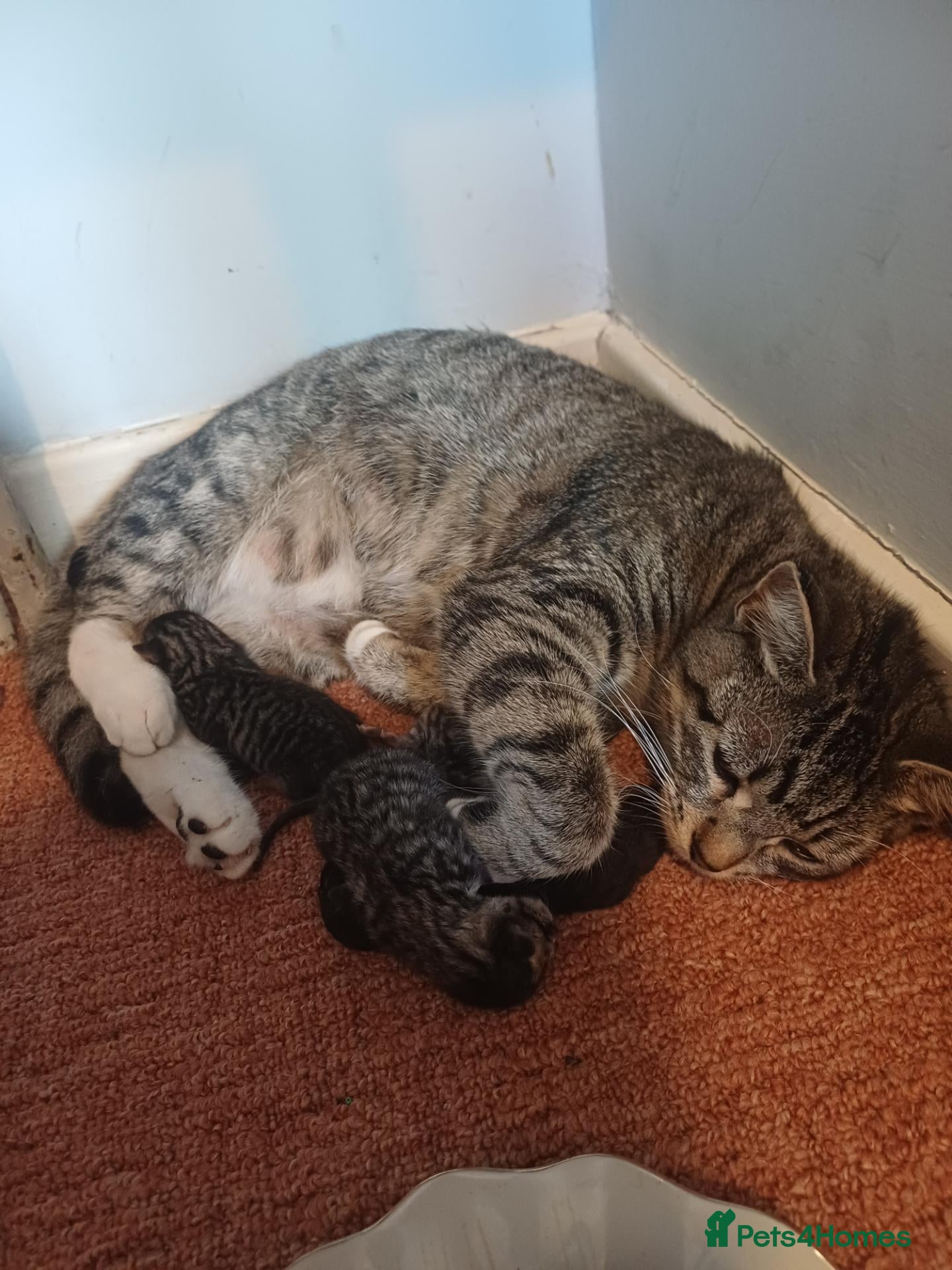 Mixed Breed cats Quater bengal and the rest tabby  - Advert 1