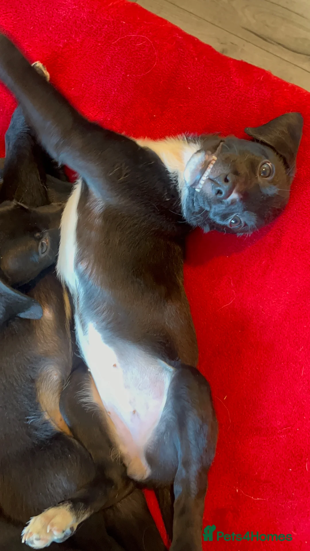 Mixed Breed dogs for sale: MIXED BREED PUPS in Edinburgh - Advert 2
