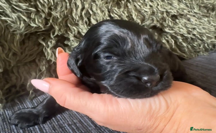 Cockapoo dogs - Advert 8