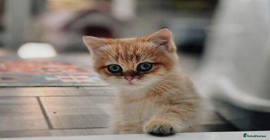 British Shorthair cats - Advert 16
