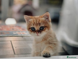 British Shorthair cats - Advert 16