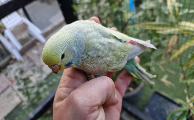 Budgerigars birds - Advert 2