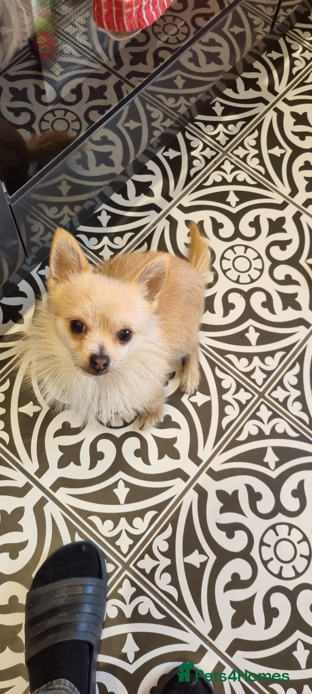 Pomchi dogs for sale: 2 year old Pomchi boy - Advert 2