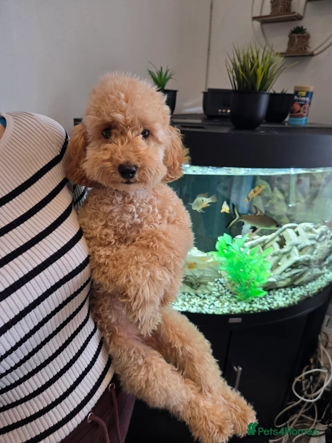 Miniature Poodle dogs for sale: Min Poodle in Leeds - Advert 1