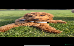 Cockapoo dogs for sale: Fox red F1 cockapoo - Image 6