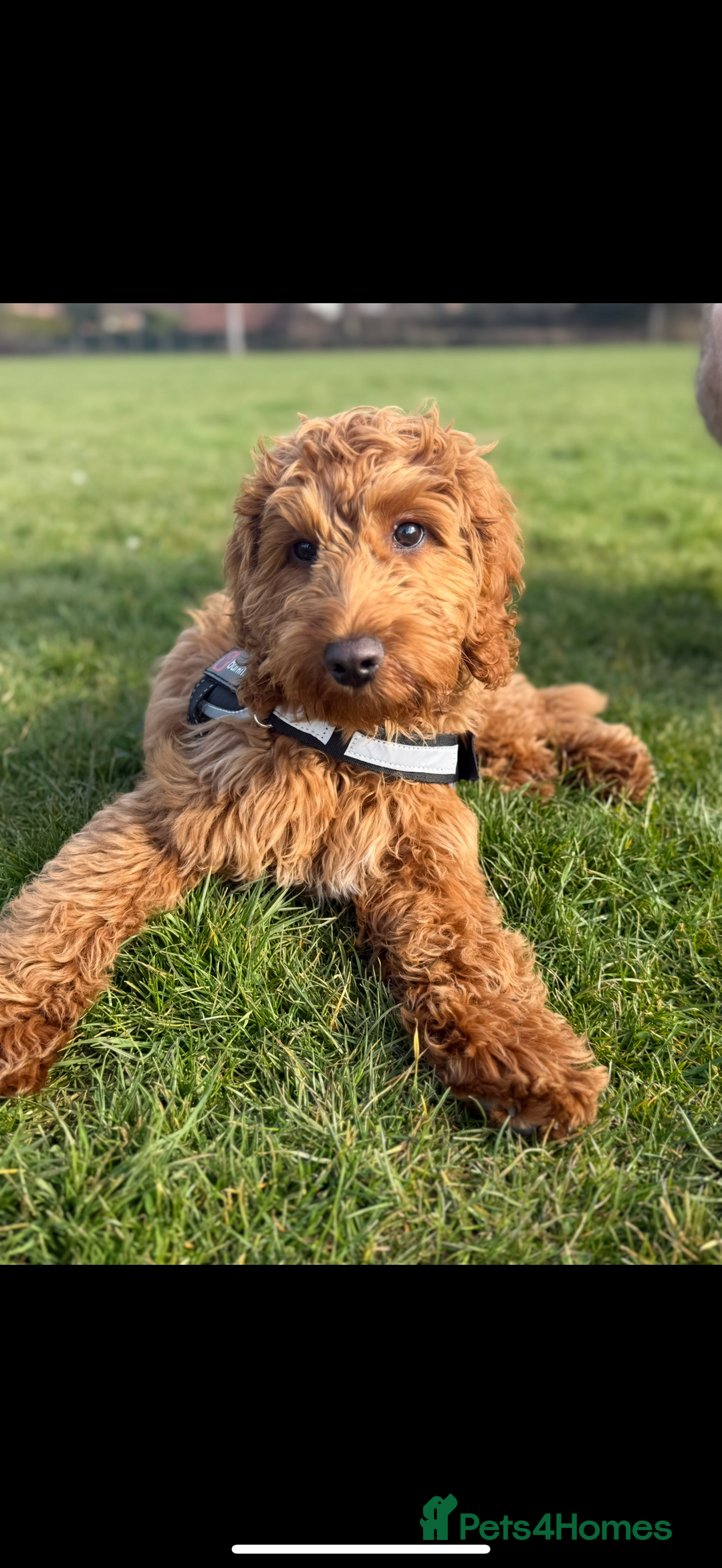 Cockapoo dogs for sale: Fox red F1 cockapoo - Image 6