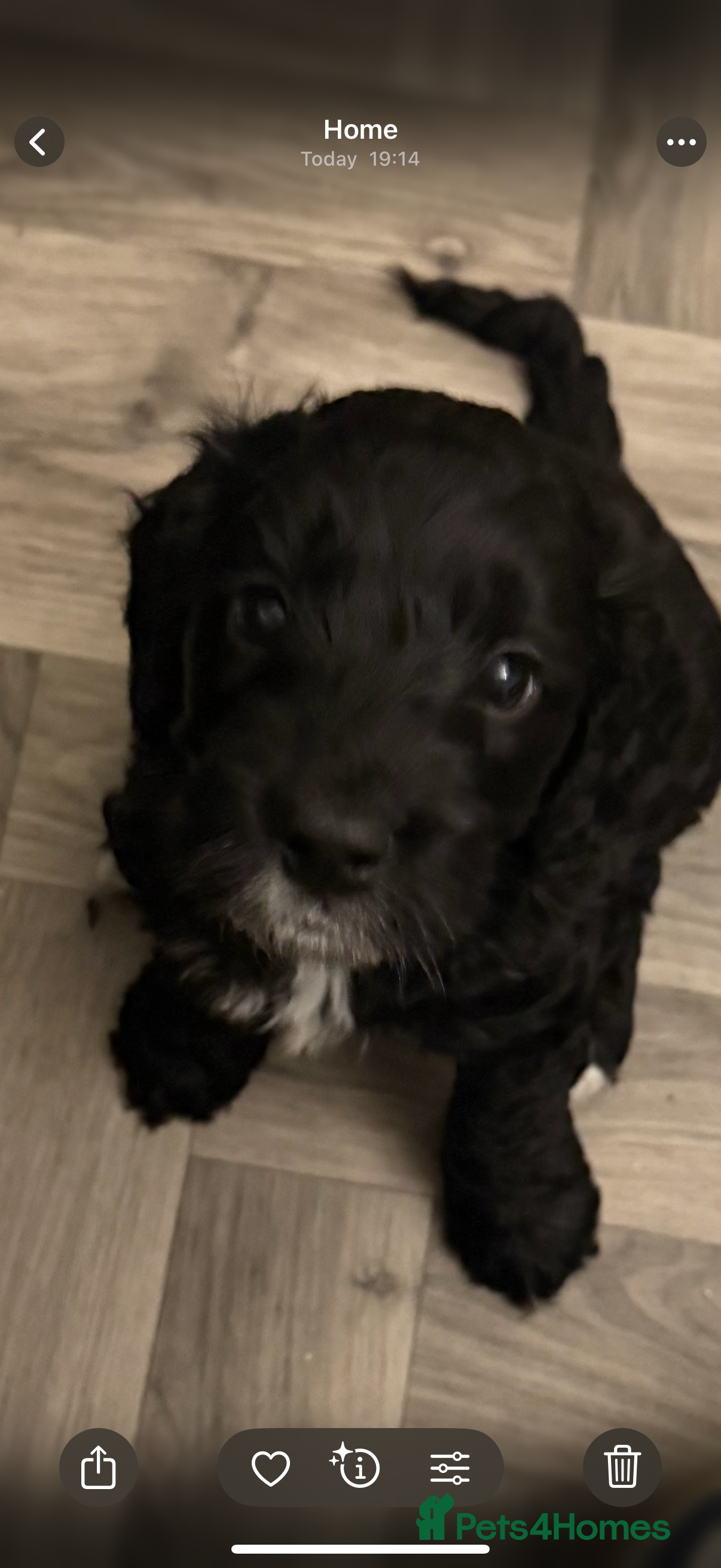 Cockapoo dogs Beautiful Cockapoo Puppies  - Advert 2