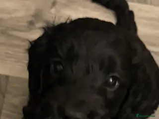 Cockapoo dogs Beautiful Cockapoo Puppies - Advert 2