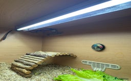 Tortoise reptiles for sale:  Horsefield Tortoise and Full Vivarium Set Up  - Image 4