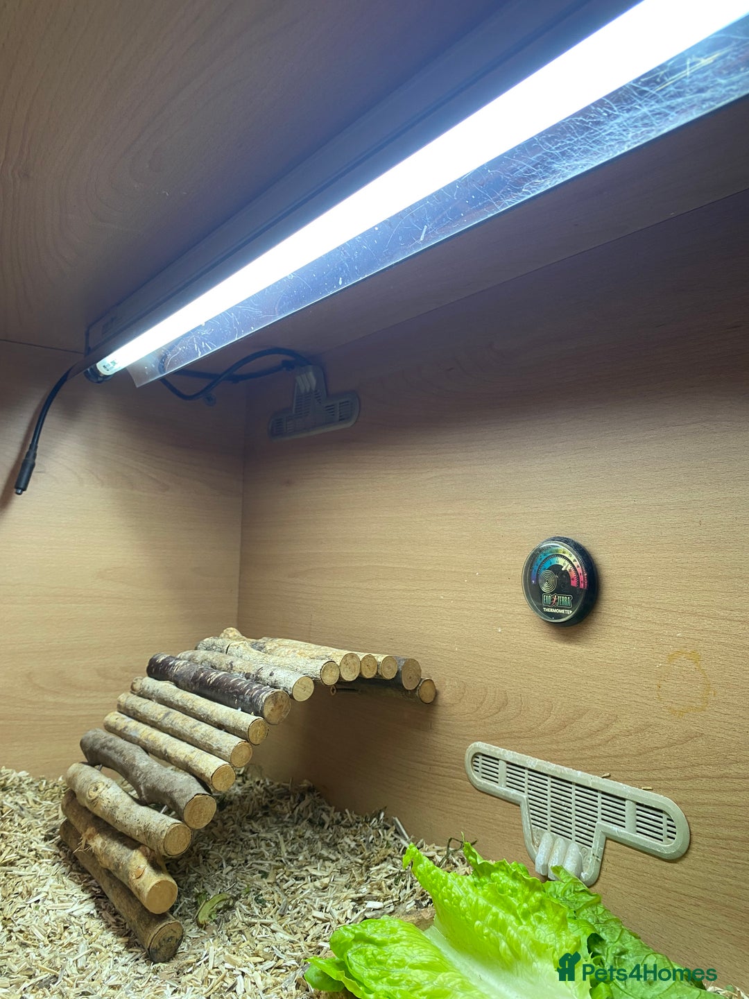 Tortoise reptiles for sale:  Horsefield Tortoise and Full Vivarium Set Up  - Image 4