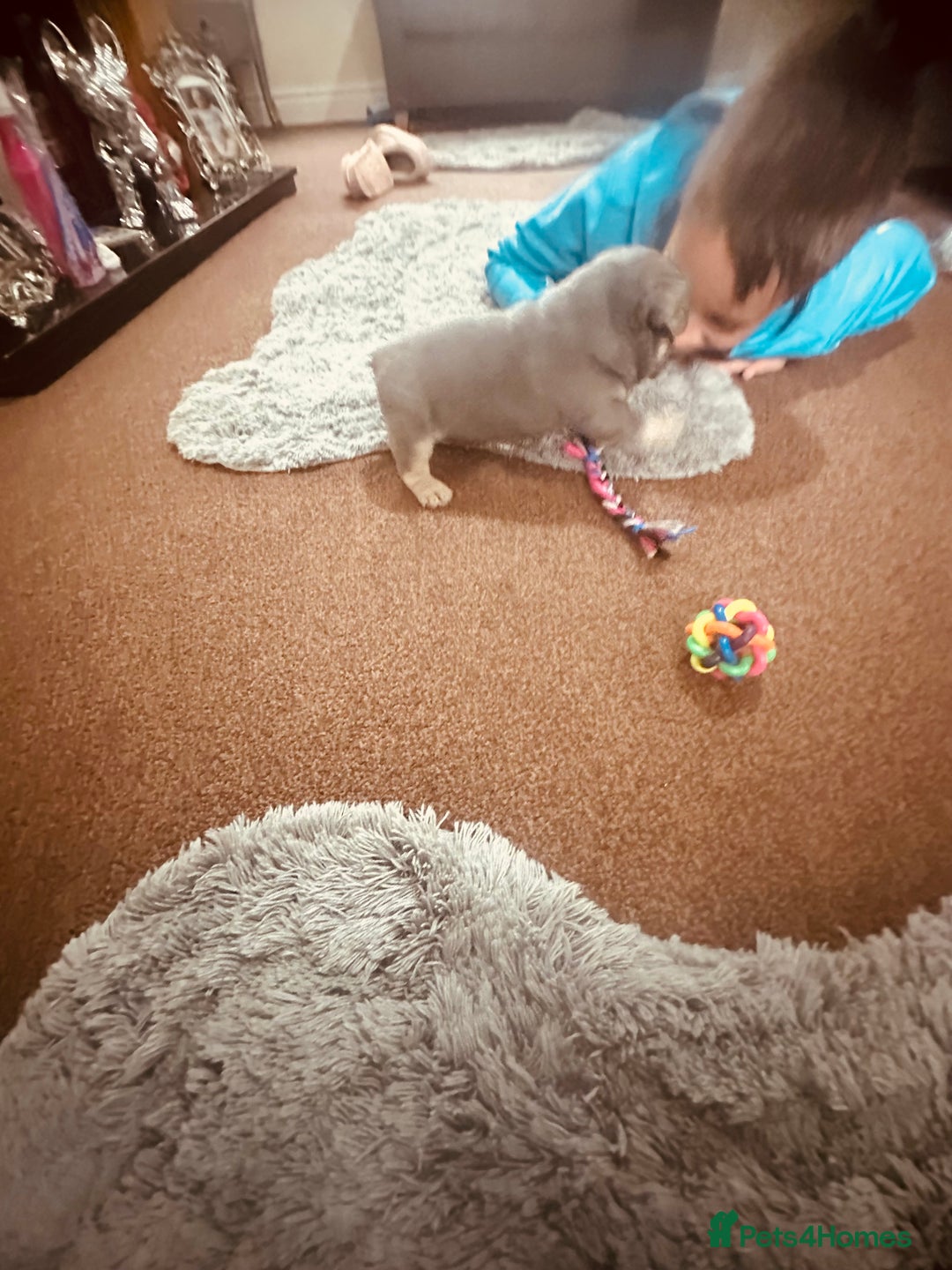 French Bulldog dogs for sale: Stunning French bulldog boy - Image 22