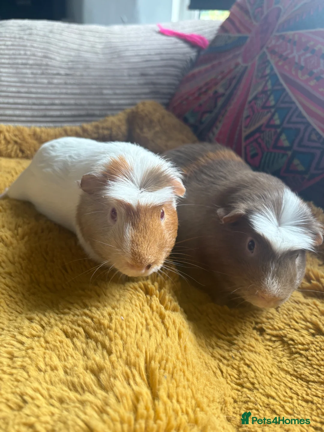 Guinea Pig rodents for sale: Quincy & Percy / Barry and Raymond  - Advert 4