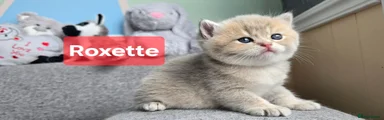 British Shorthair 2
