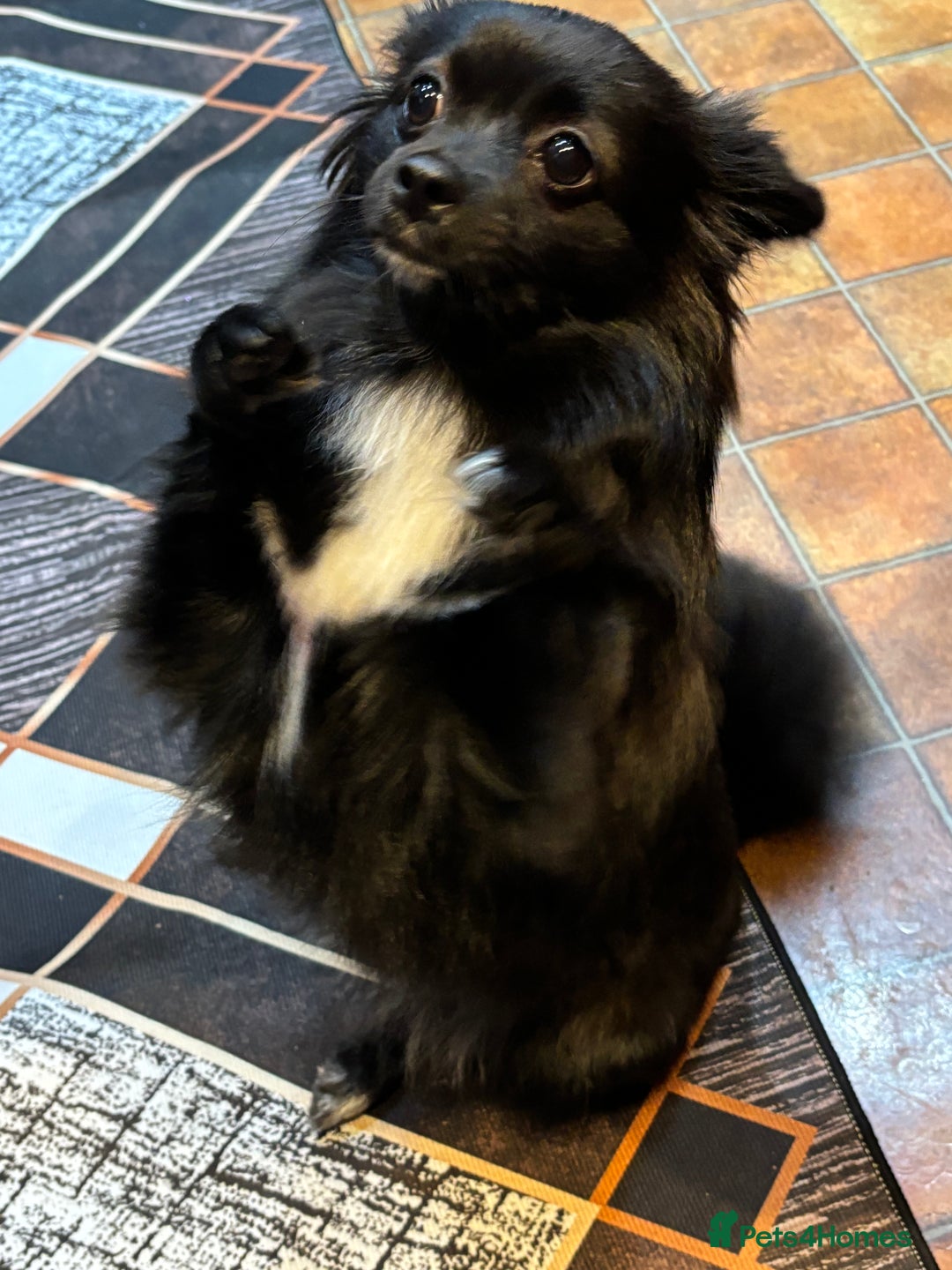 Pomeranian dogs for sale: • Beautiful Female Pomeranian – Bonnie - Advert 3