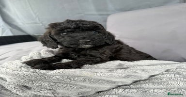 Cockapoo dogs - Advert 14