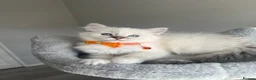Ragdoll cats for sale: GCCF ragdoll kittens for sale - Advert 21