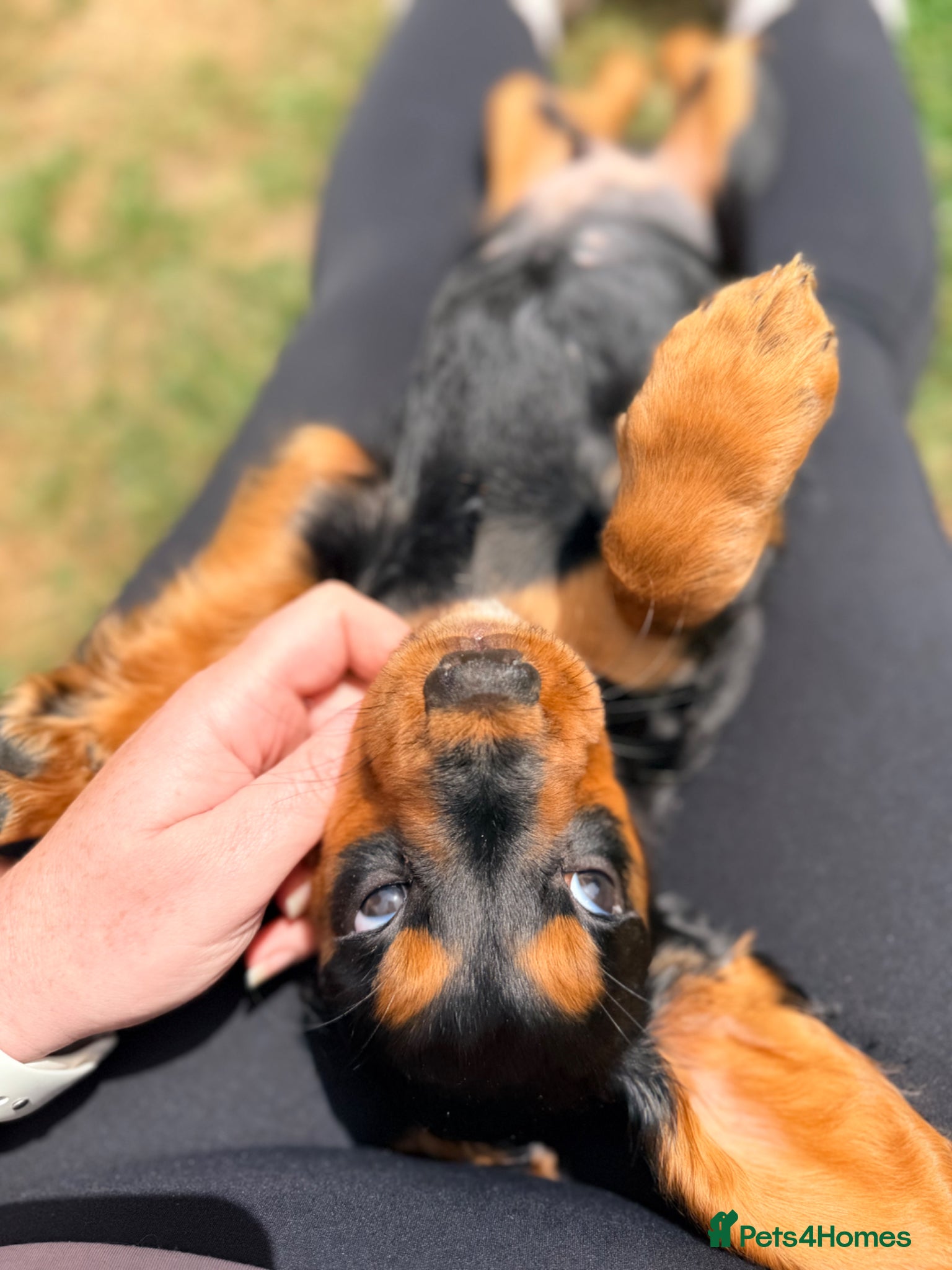 Cocker Spaniel dogs Last boy 🖤 KC Cocker Spaniel - puppy culture - Advert 1
