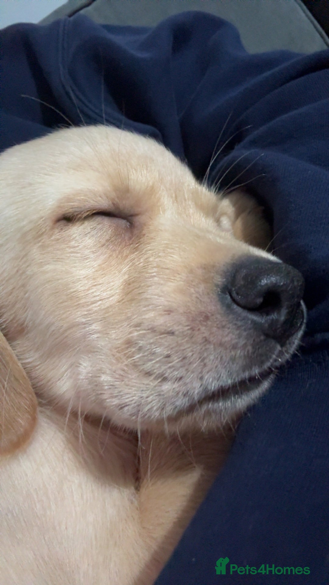 Labrador Retriever dogs for sale: 9 week old Labrador Puppies, - Advert 23