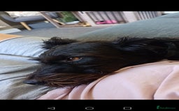 Patterdale Terrier dogs for sale: Patterdale terrier needs loving home  - Image 4