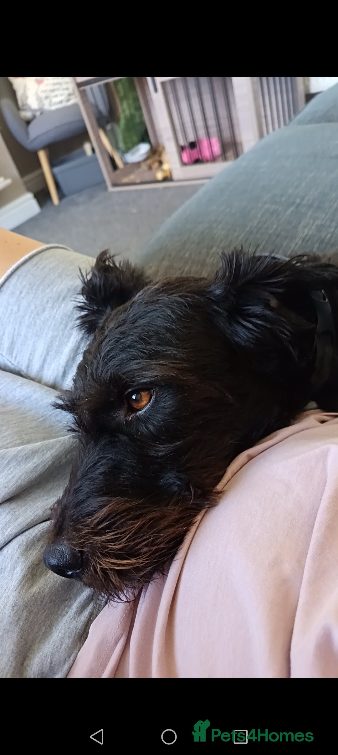 Patterdale Terrier dogs for sale: Patterdale terrier needs loving home  - Image 4