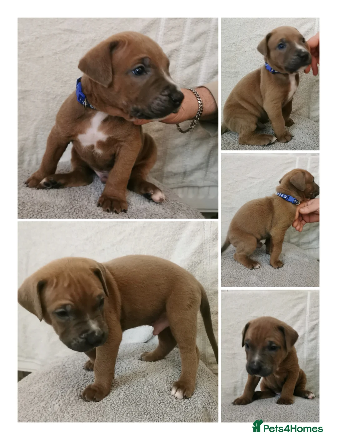 Cane Corso dogs for sale: Cane corso puppies - Advert 21