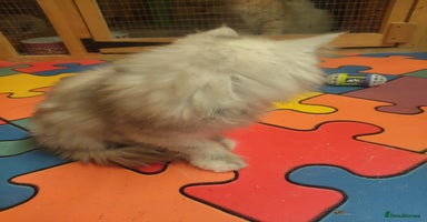 Maine Coon cats - Advert 3