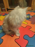 Maine Coon cats - Advert 3