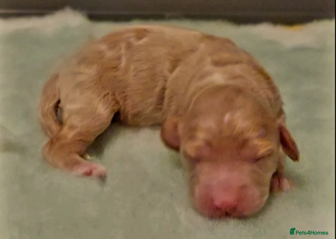 Australian Labradoodle dogs for sale: Australian Labradoodle - Advert 34