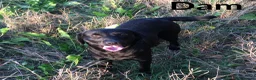 Labrador Retriever dogs for sale: Superb KC pups, health tested parents&many FTCH/Ws - Advert 8