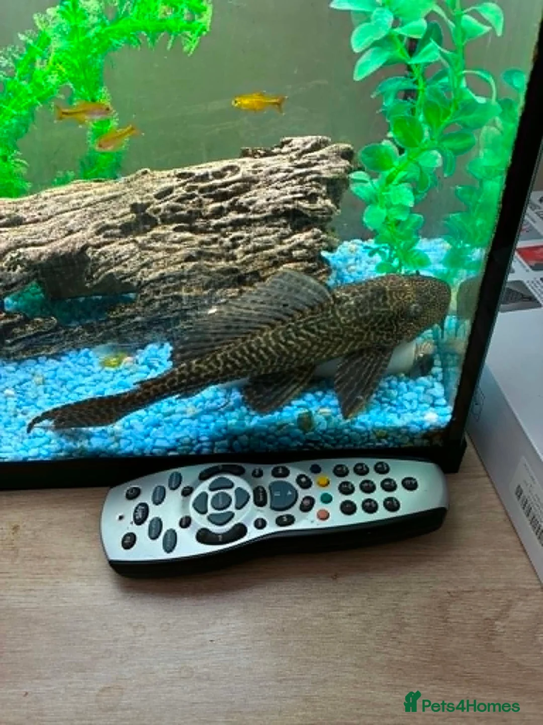 Plecos fish for sale: Common Pleco in Langport - Advert 1