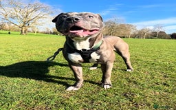 Mixed Breed dogs for sale: Staff mix dog looking for a house  - Advert 5