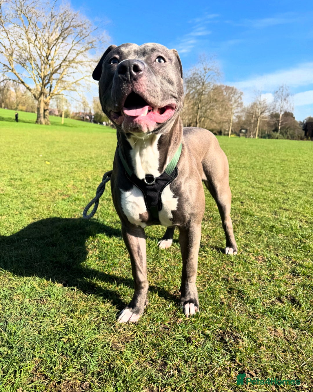 Mixed Breed dogs for sale: Staff mix dog looking for a house  - Advert 5