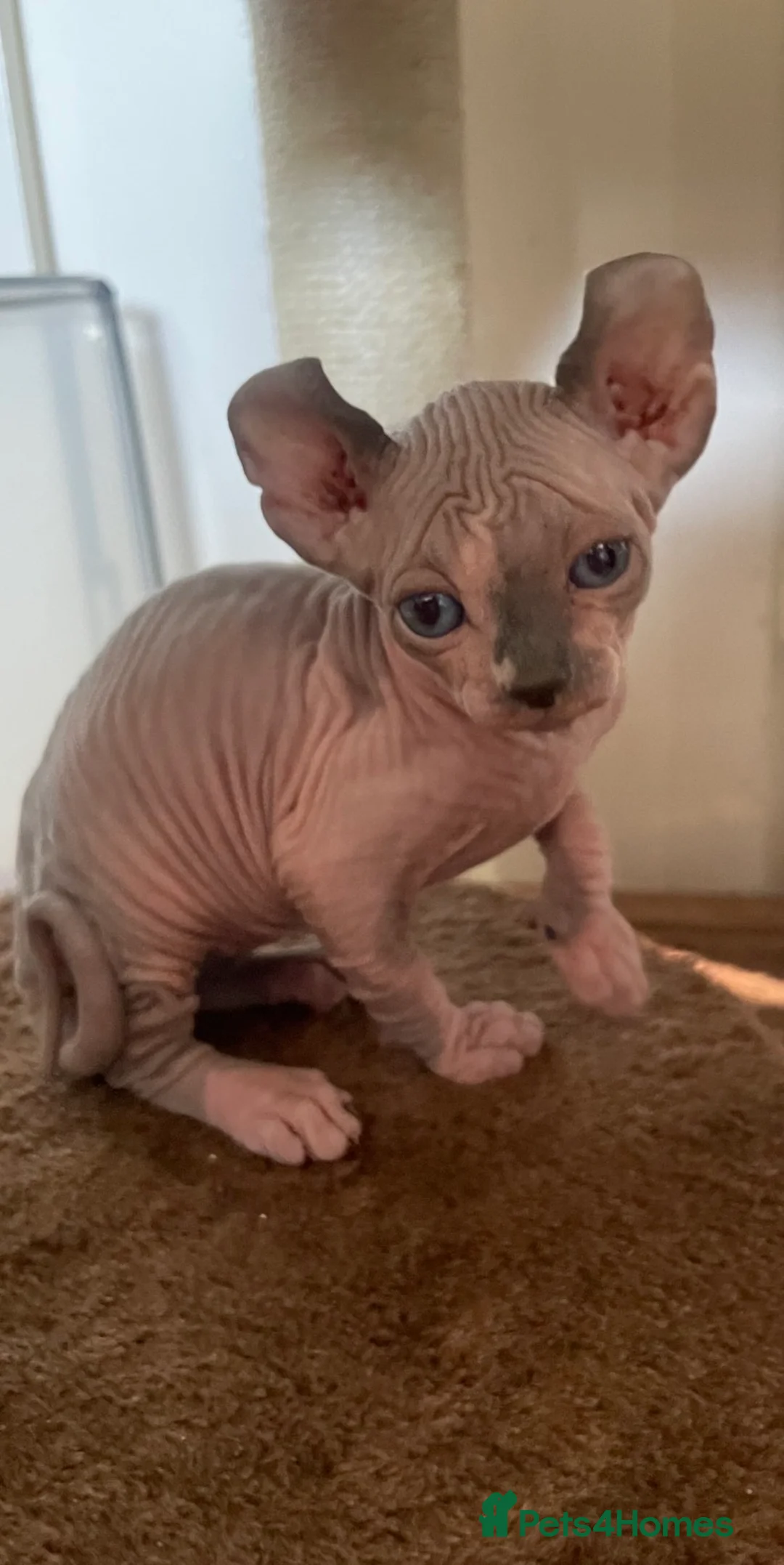 Sphynx cats for sale: Amazing Sphynx & Elf Kittens  - Advert 22