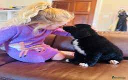 Mixed Breed dogs for sale: Labernese x Bernese mountain dog puppies READY NOW - Image 15