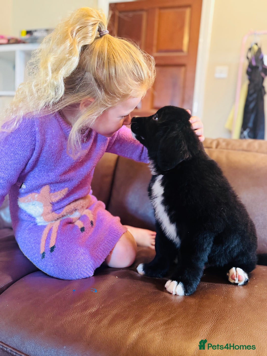 Mixed Breed dogs for sale: Labernese x Bernese mountain dog puppies READY NOW - Image 15