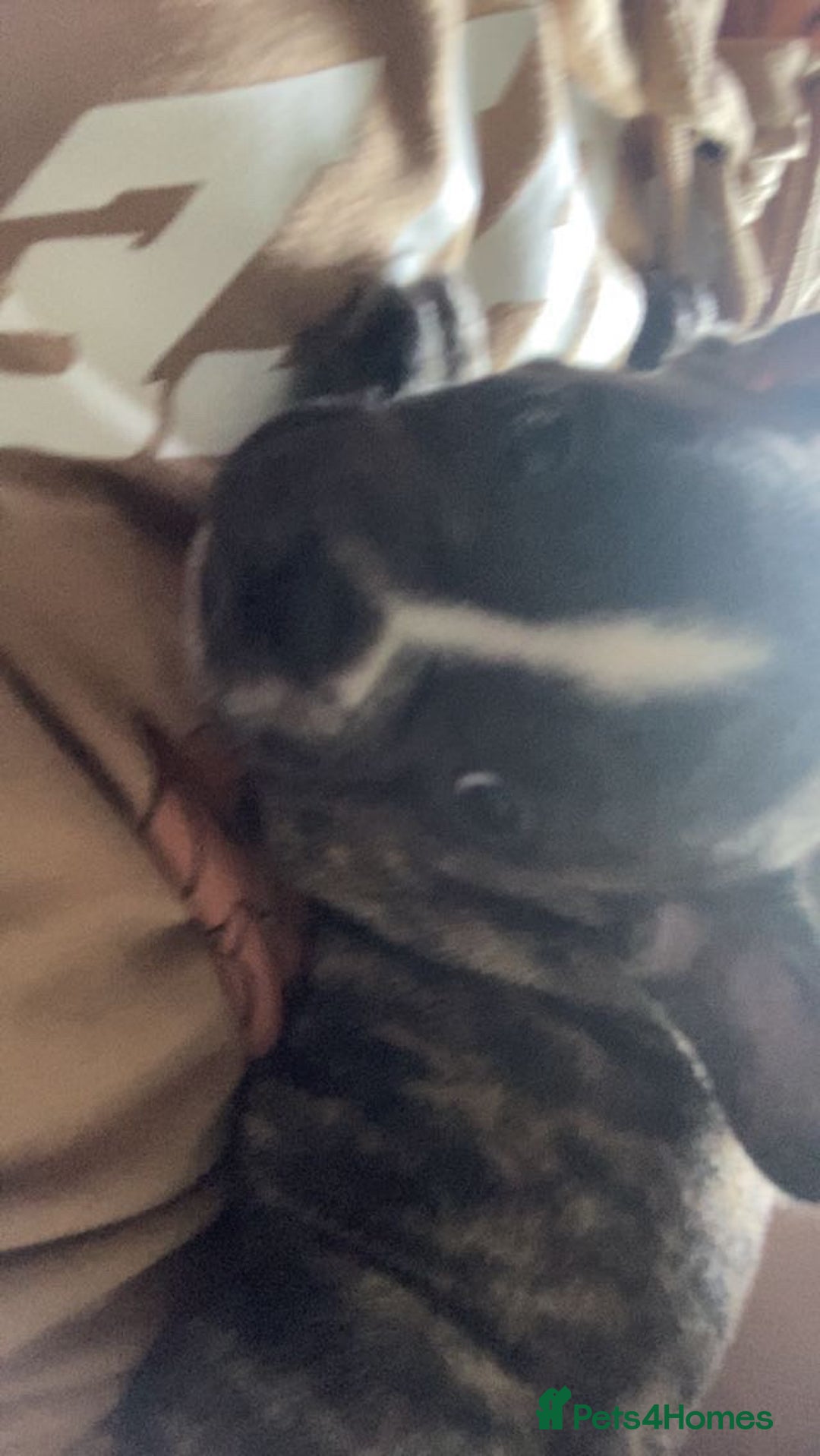 Mixed Breed dogs for sale: French bulldog x staffy - Image 2