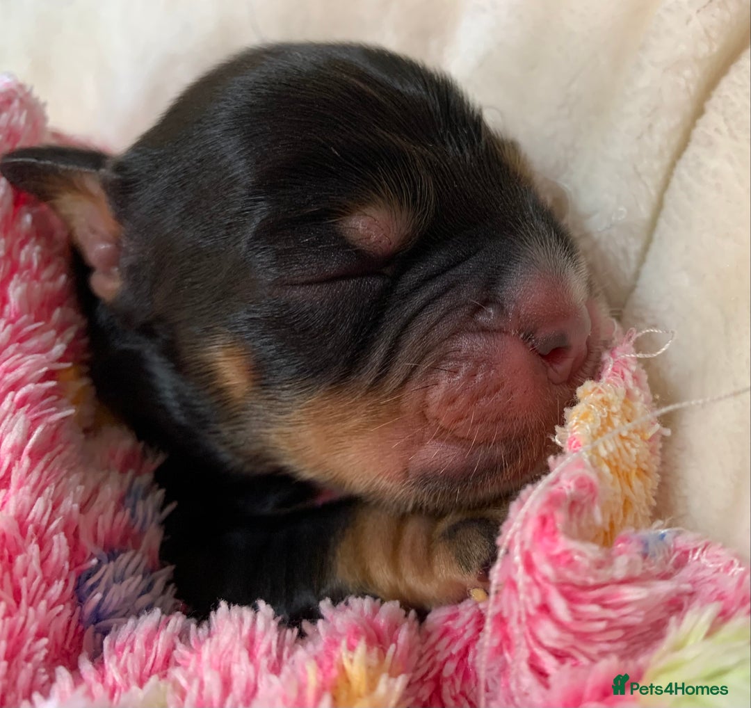 Cocker Spaniel dogs for sale: KC Show Carefully bred for Health and Temperament  - Image 22