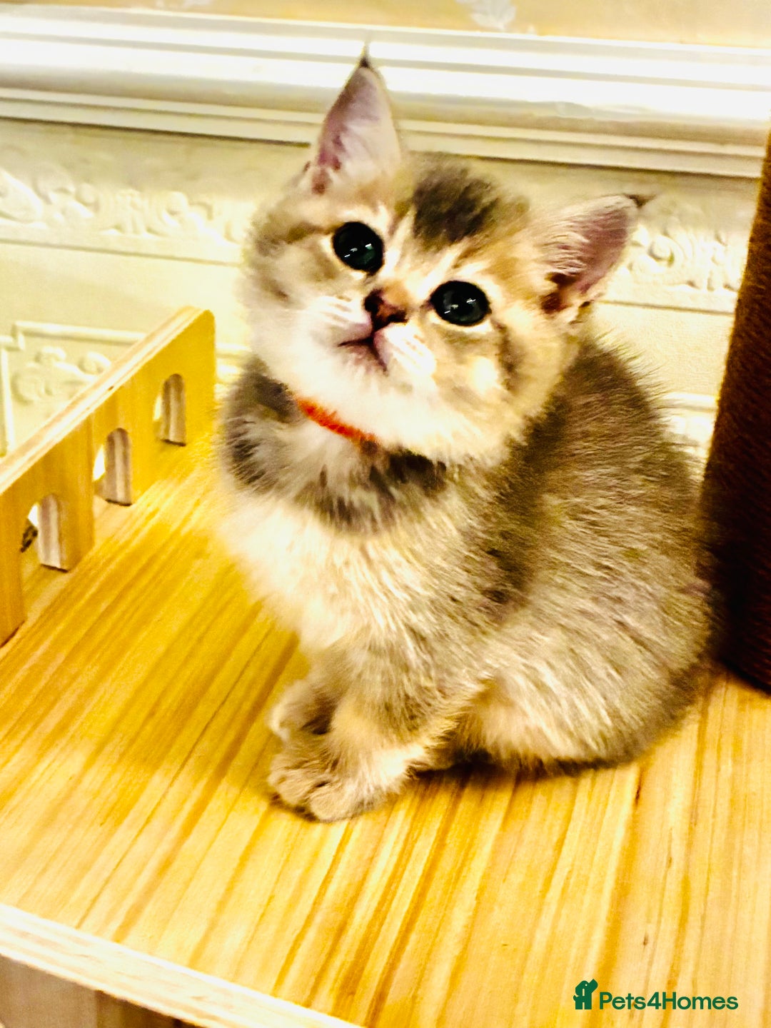 Scottish Fold cats for sale: 5 Scottish Fold Kittens for sale - Advert 18