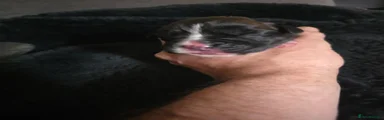 Boxer Puppy 2