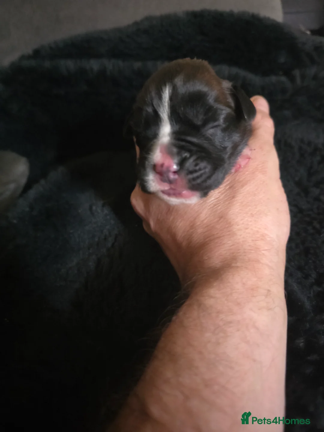 Boxer dogs for sale: 2 dark brindle pups for summer - Advert 6