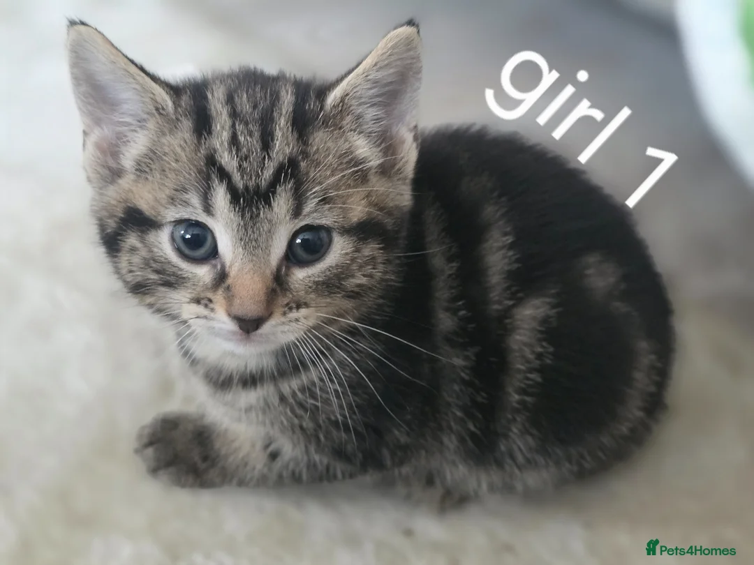 Mixed Breed cats for sale: Beautiful babys - Advert 11